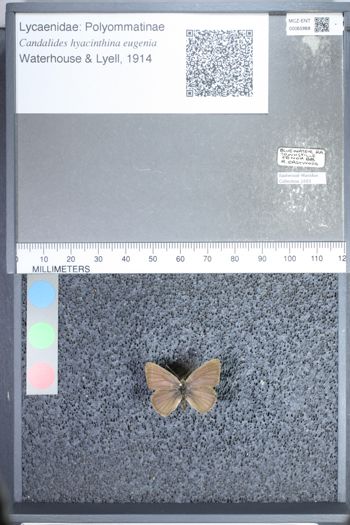 Media type: image;   Entomology 65868